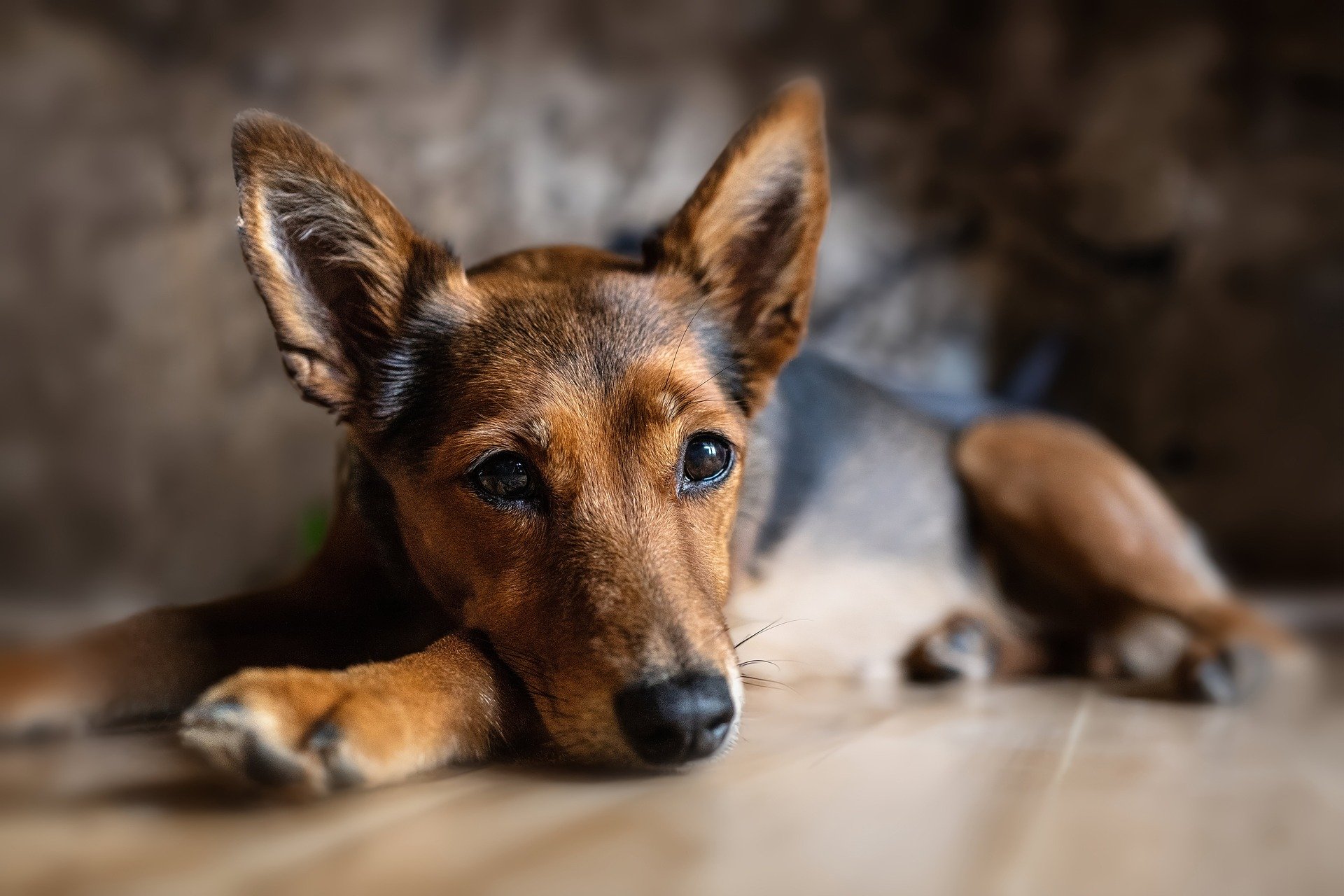 Brown and Black Dog lying on floor