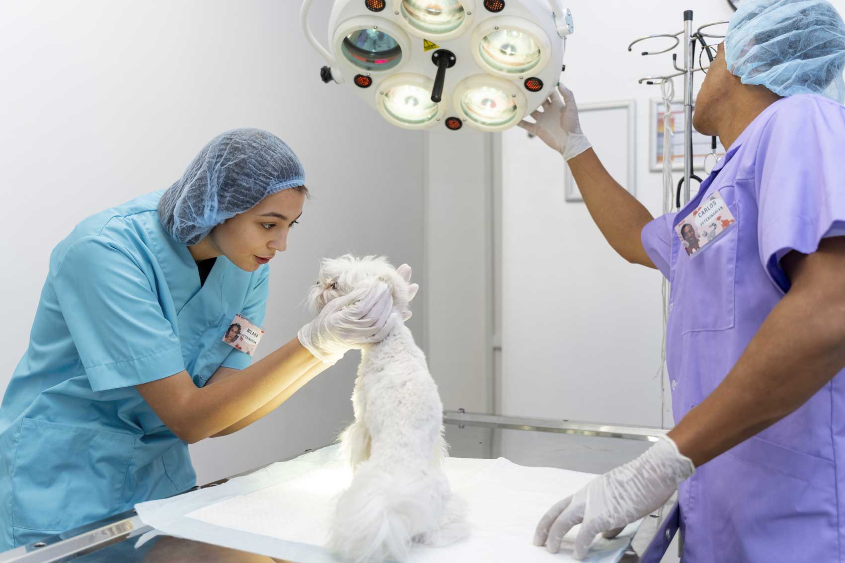 Blue Bell Vets Team Getting Ready for Veterinary Surgery in Southampton