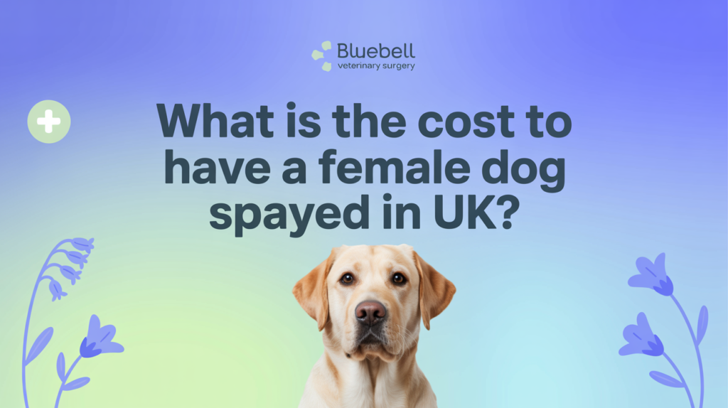 What is the cost to have a female dog spayed in UK? 1 Cost to spay a female dog in the UK