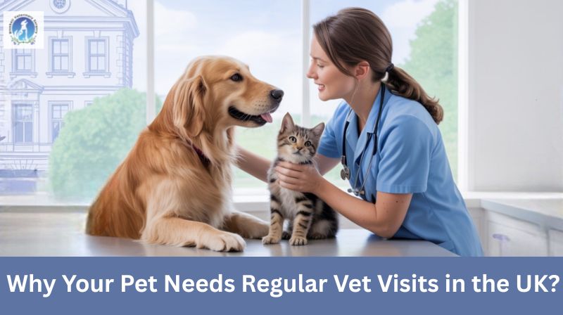 Why Your Pet Needs Regular Vet Visits in the UK? 1 Why Your Pet Needs Regular Vet Visits in the UK
