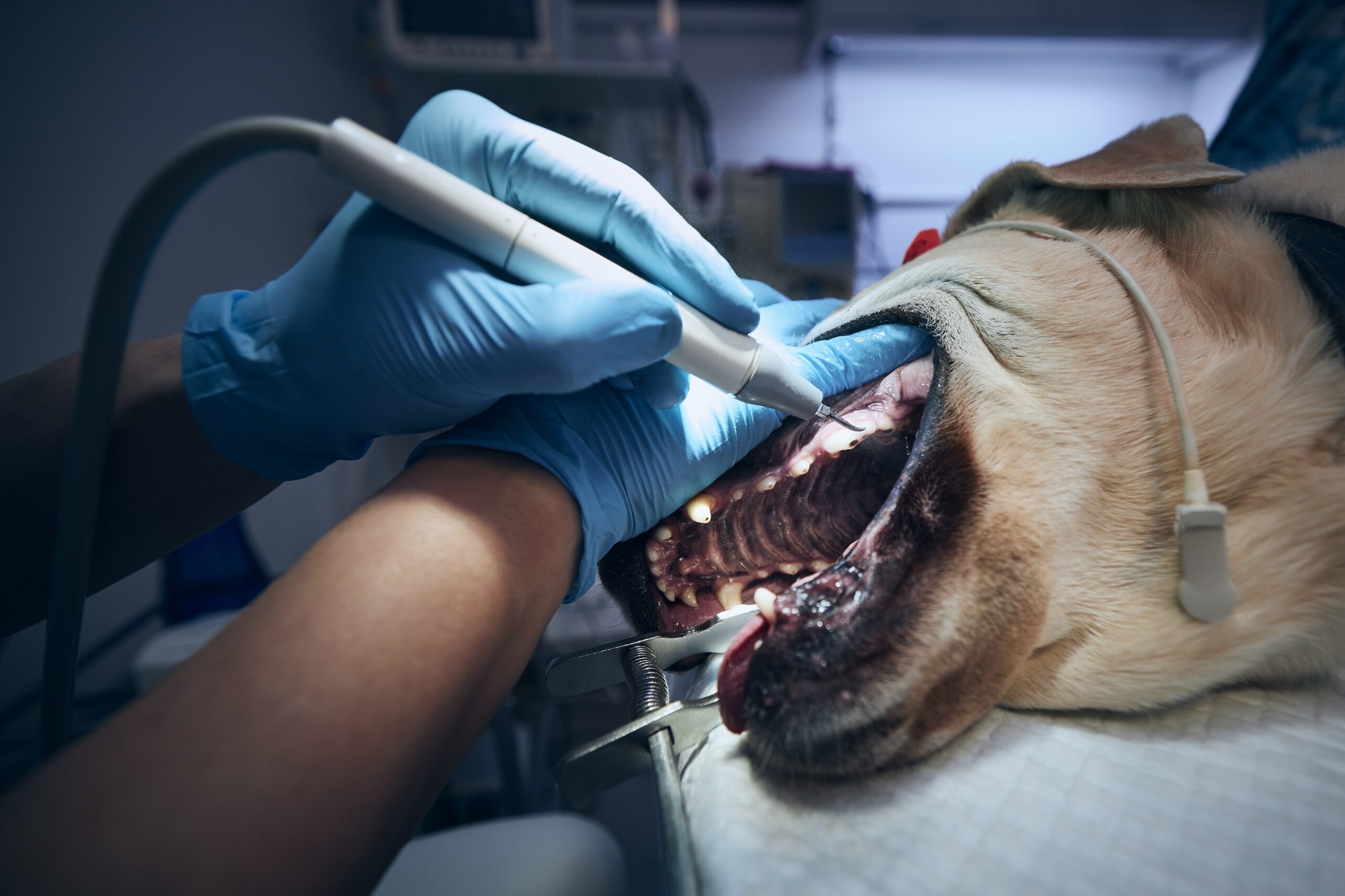old dog in animal hospital 2025 02 16 09 52 55 utc scaled
