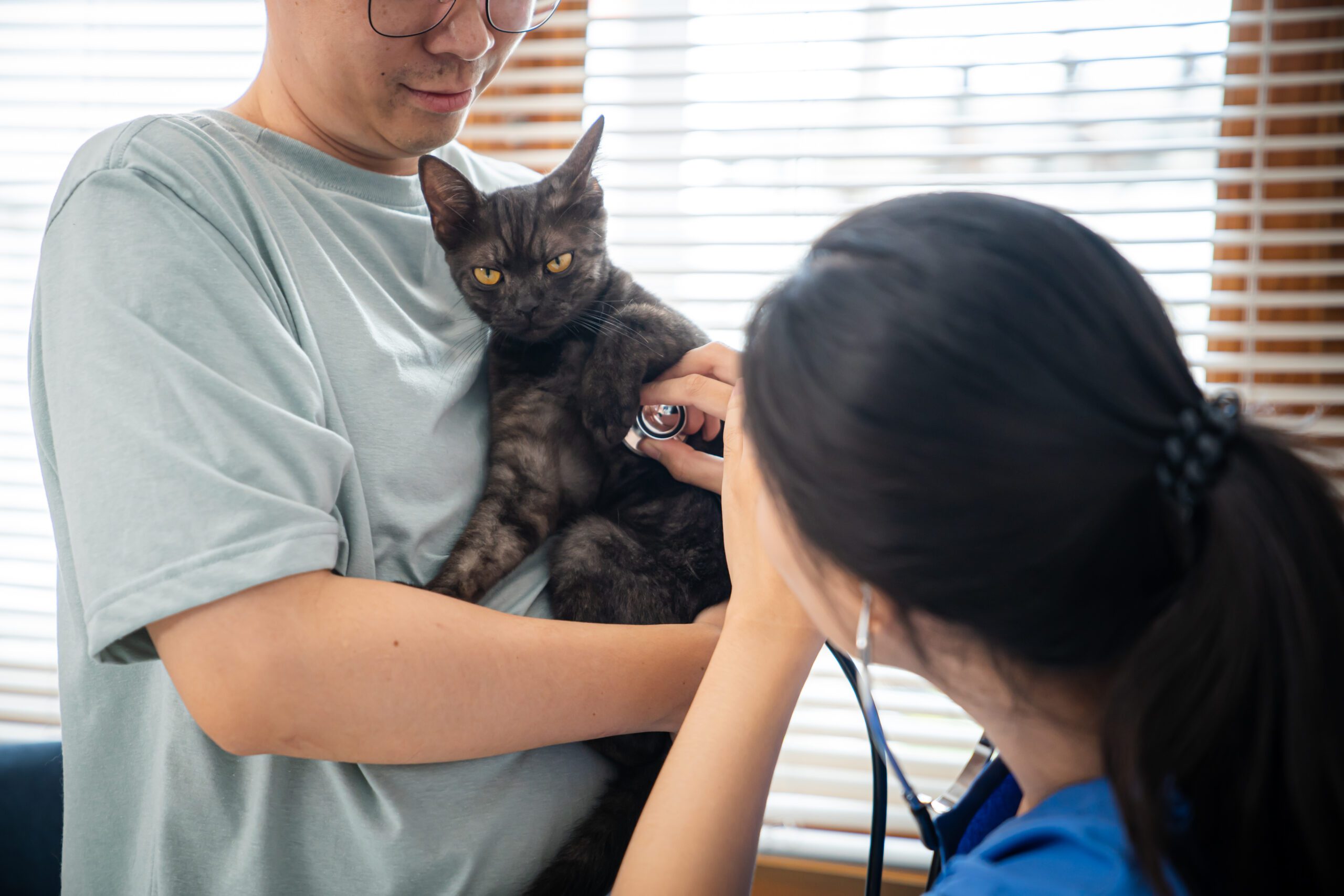 professional vet doctor helps cat owner cat holdi 2025 01 23 08 15 59 utc scaled